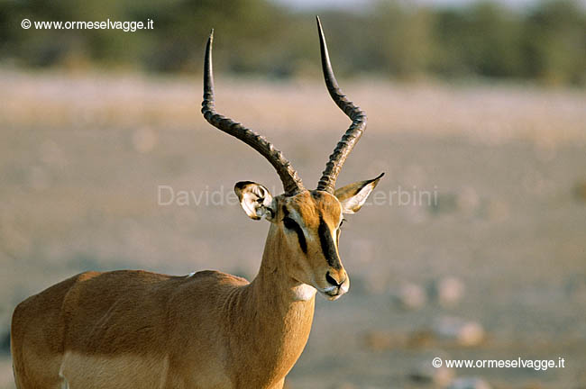 Impala 103-35-08